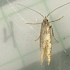 Coleophora pruniella