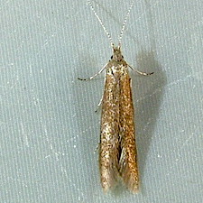 Coleophora pruniella