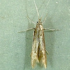 Coleophora pruniella