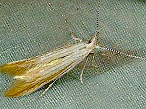 Coleophora rupestrella