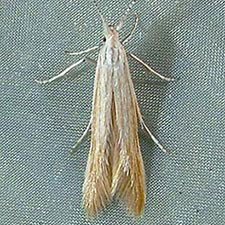 Coleophora rupestrella