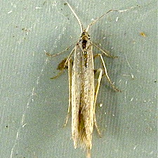 Coleophora duplicis