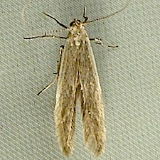 Coleophora glaucicolella