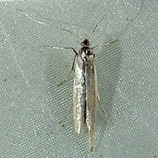 Coleophora glaucicolella