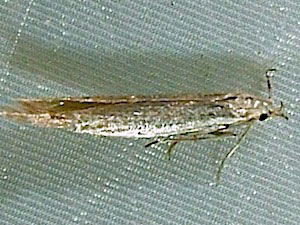 Coleophora glaucicolella