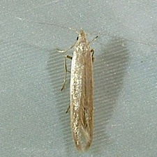 Coleophora glaucicolella