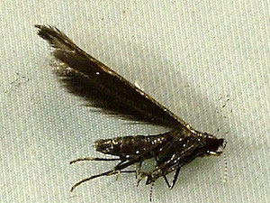 Coleophora mayrella