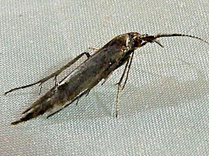 Coleophora mayrella