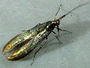 Coleophora mayrella