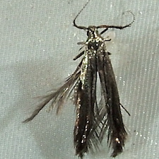 Coleophora mayrella