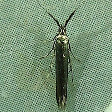 Coleophora mayrella