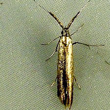 Coleophora mayrella