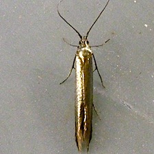 Coleophora trifolii