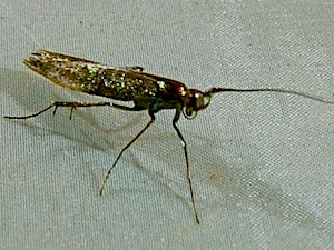 Coleophora deauratella