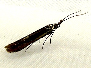 Coleophora deauratella