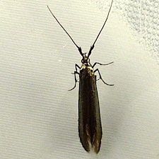 Coleophora deauratella