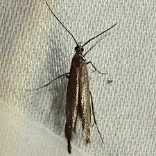 Coleophora deauratella