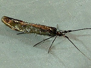 Coleophora deauratella