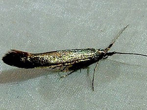 Coleophora deauratella