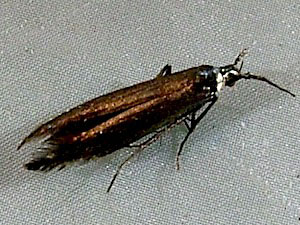 Coleophora deauratella