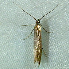 Coleophora deauratella