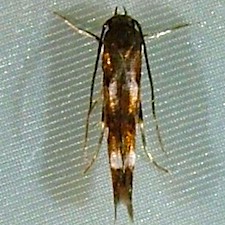 Mompha locupletella