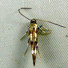 Mompha locupletella