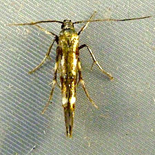 Mompha locupletella