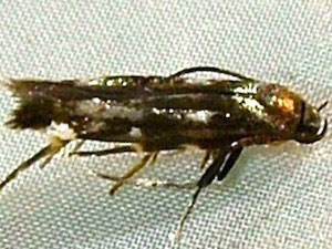 Mompha locupletella