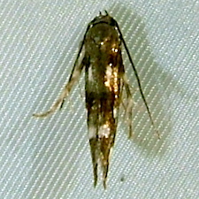 Mompha locupletella