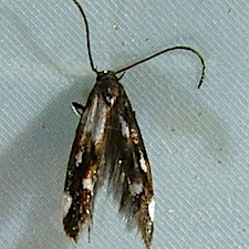 Mompha locupletella