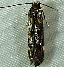 Mompha locupletella