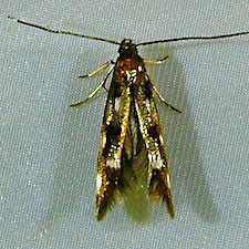 Mompha locupletella