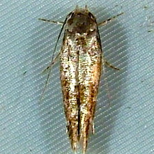 Mompha unifasciella