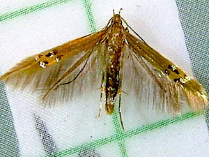 Cosmopterix fernaldella