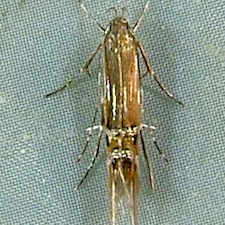 Cosmopterix fernaldella