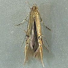 Cosmopterix fernaldella