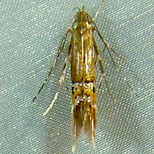 Cosmopterix fernaldella