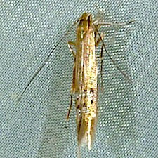 Cosmopterix fernaldella