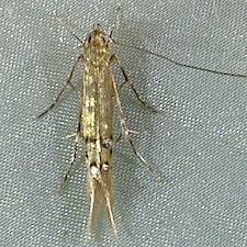 Cosmopterix fernaldella