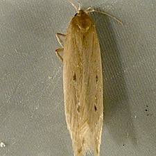 Limnaecia phragmitella