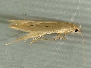 Limnaecia phragmitella