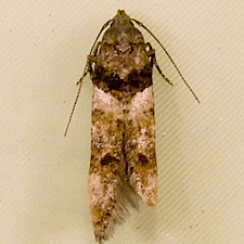 Walshia miscecolorella