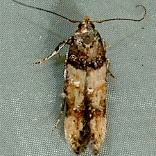 Walshia miscecolorella