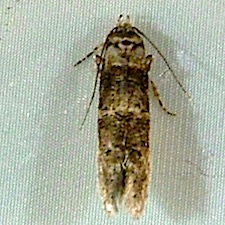 Sorhagenia nimbosus