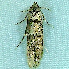 Sorhagenia nimbosus