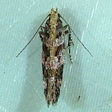 Aristotelia rubidella