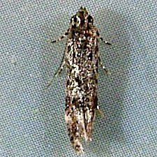 Glauce pectenalaeella