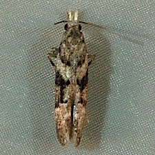 Coleotechnites atrupictella