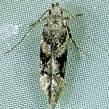 Coleotechnites atrupictella